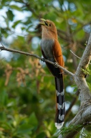 Kukacka veverci - Piaya cayana - Common Squirrel-cuckoo o3902